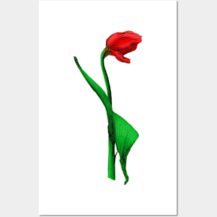 Tulip Posters and Art